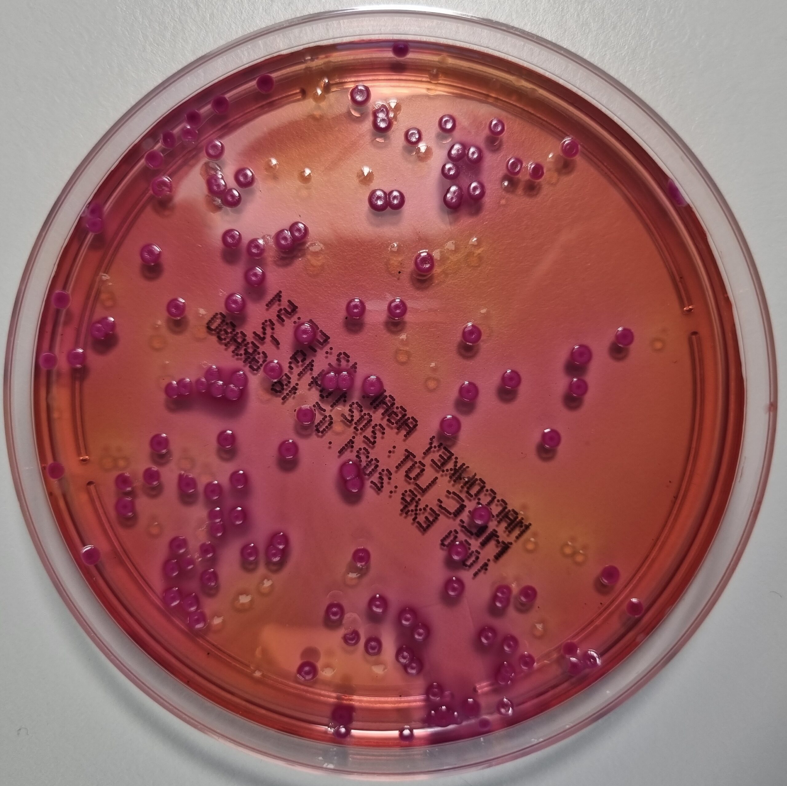 MacConkey Agar + Cristal Violet