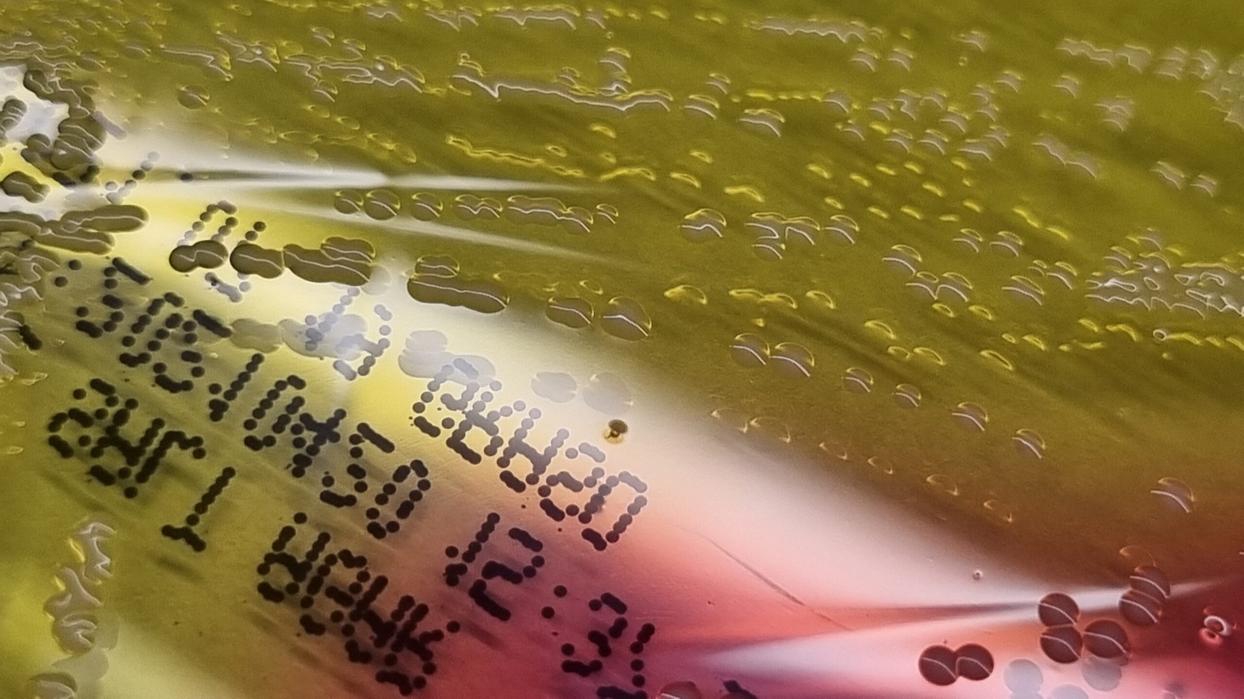 Mannitol Salt Agar / Chapman Agar