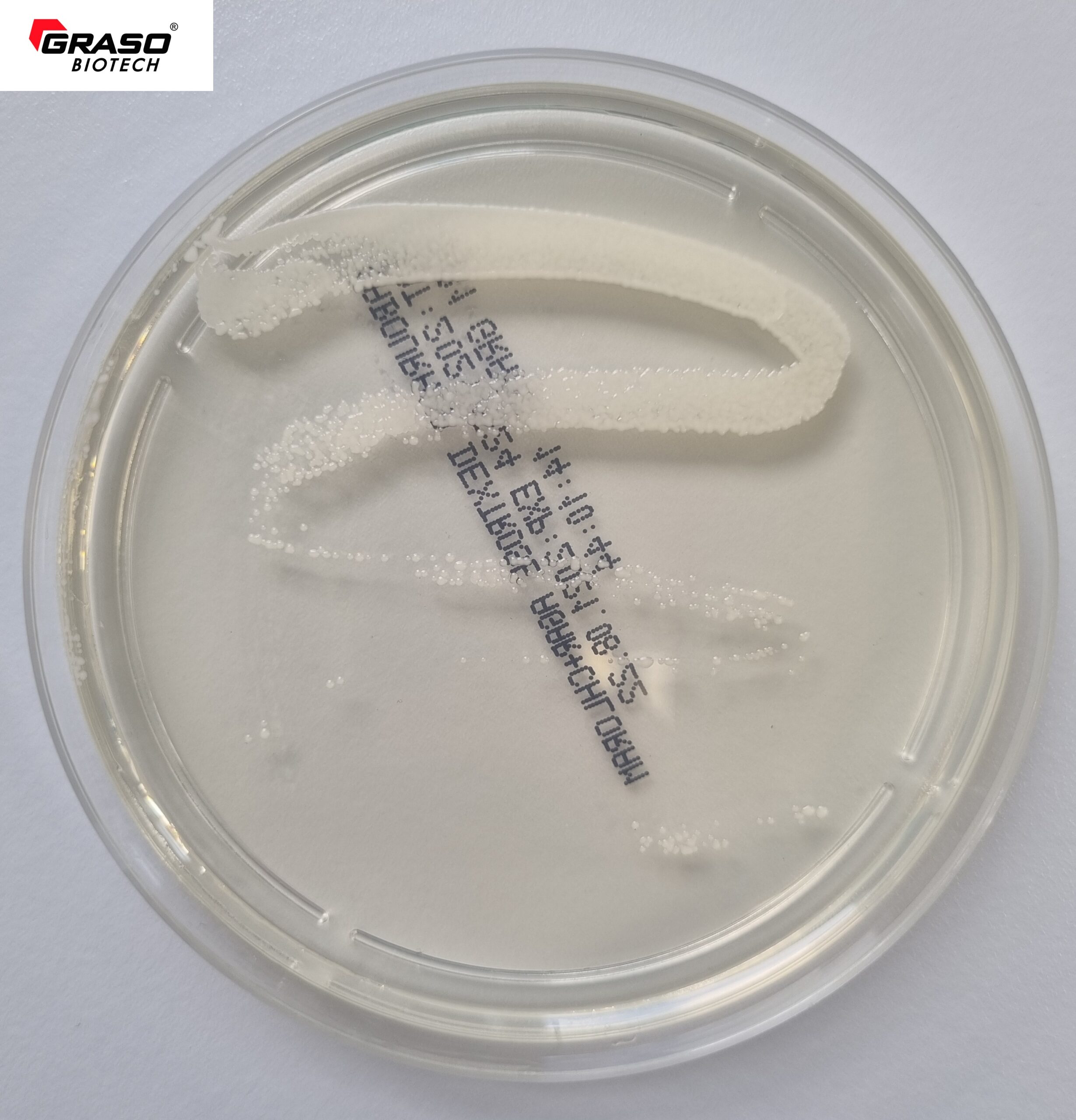 Sabouraud + Chloramphenicol Agar