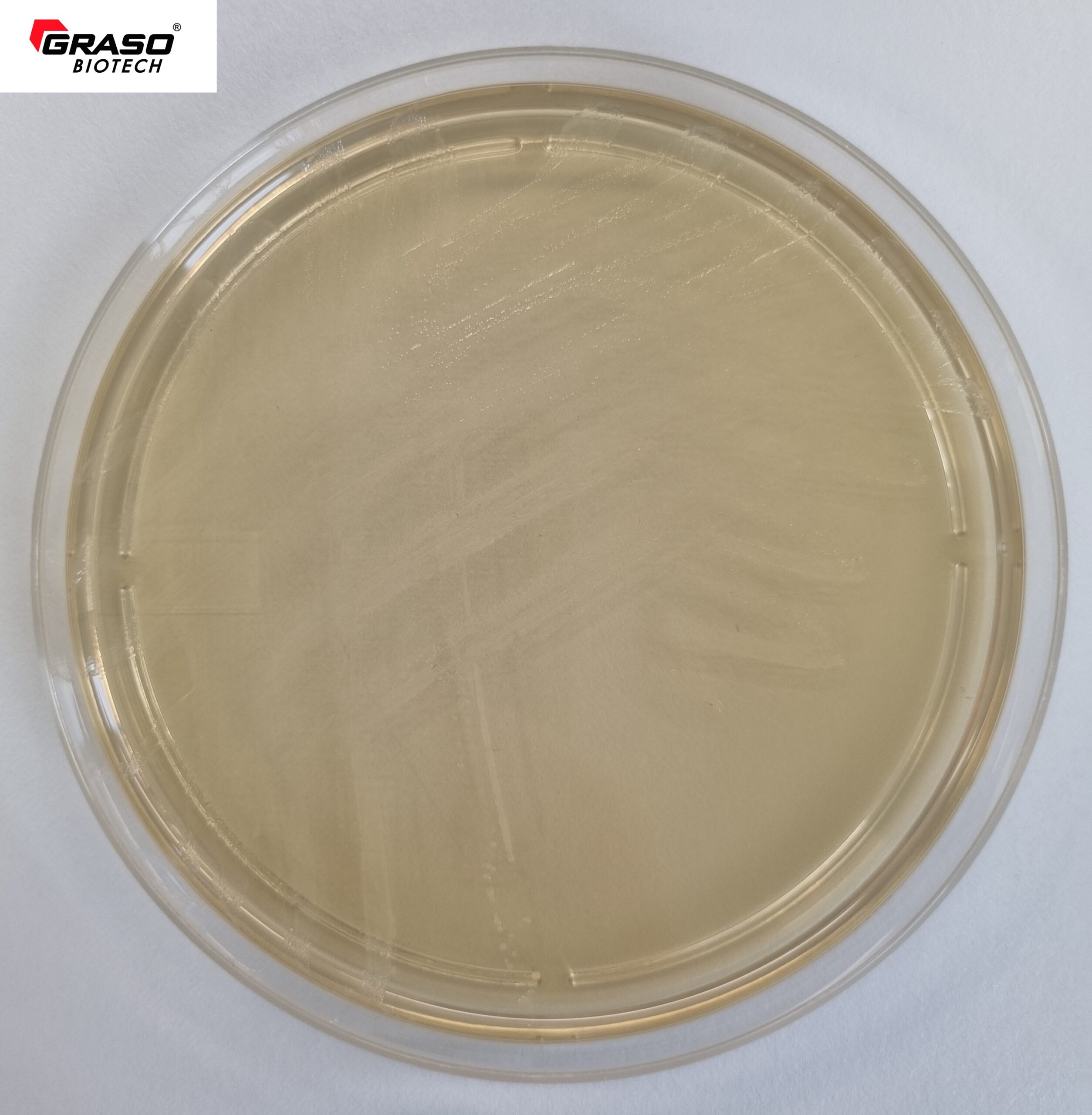 Mediu Haemophilus Test