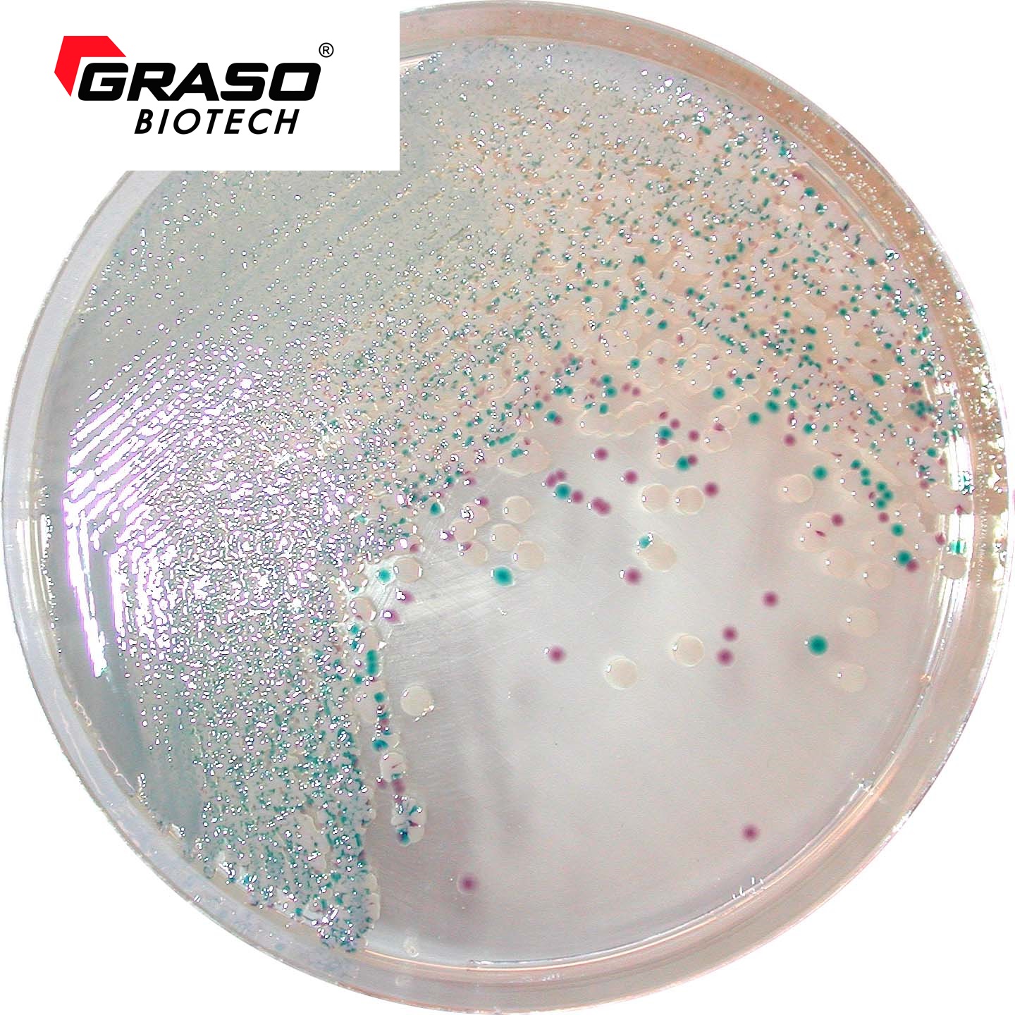 CHROMagar Vibrio