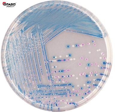 CHROMagar O157 – Mediu cromogen E. coli O157