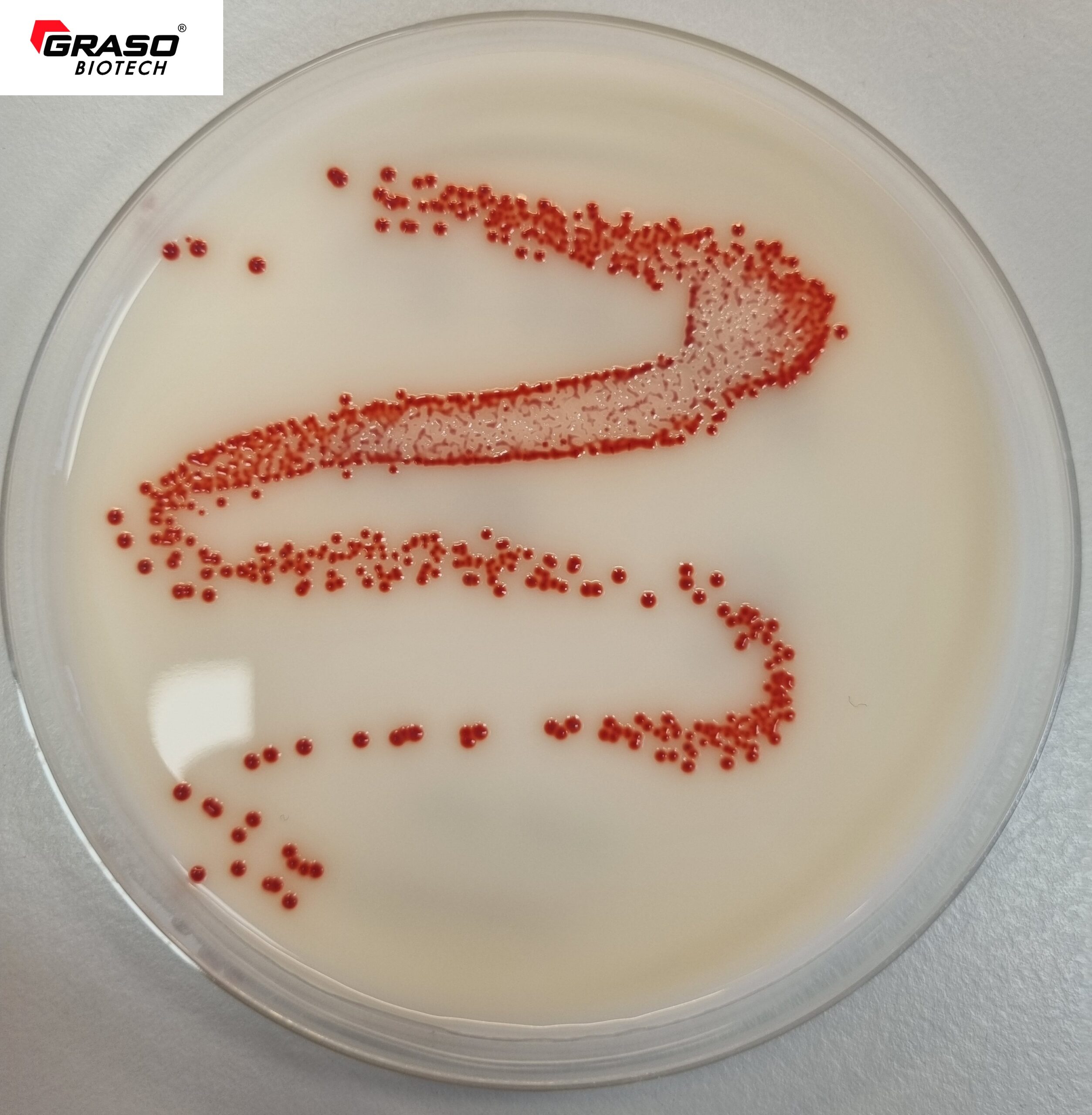 CHROMagar Acinetobacter