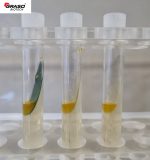 Phenyloalanine Agar
