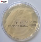 Tryptic Soy Agar (TSA) Agar – count-tact (Ø 65 mm)