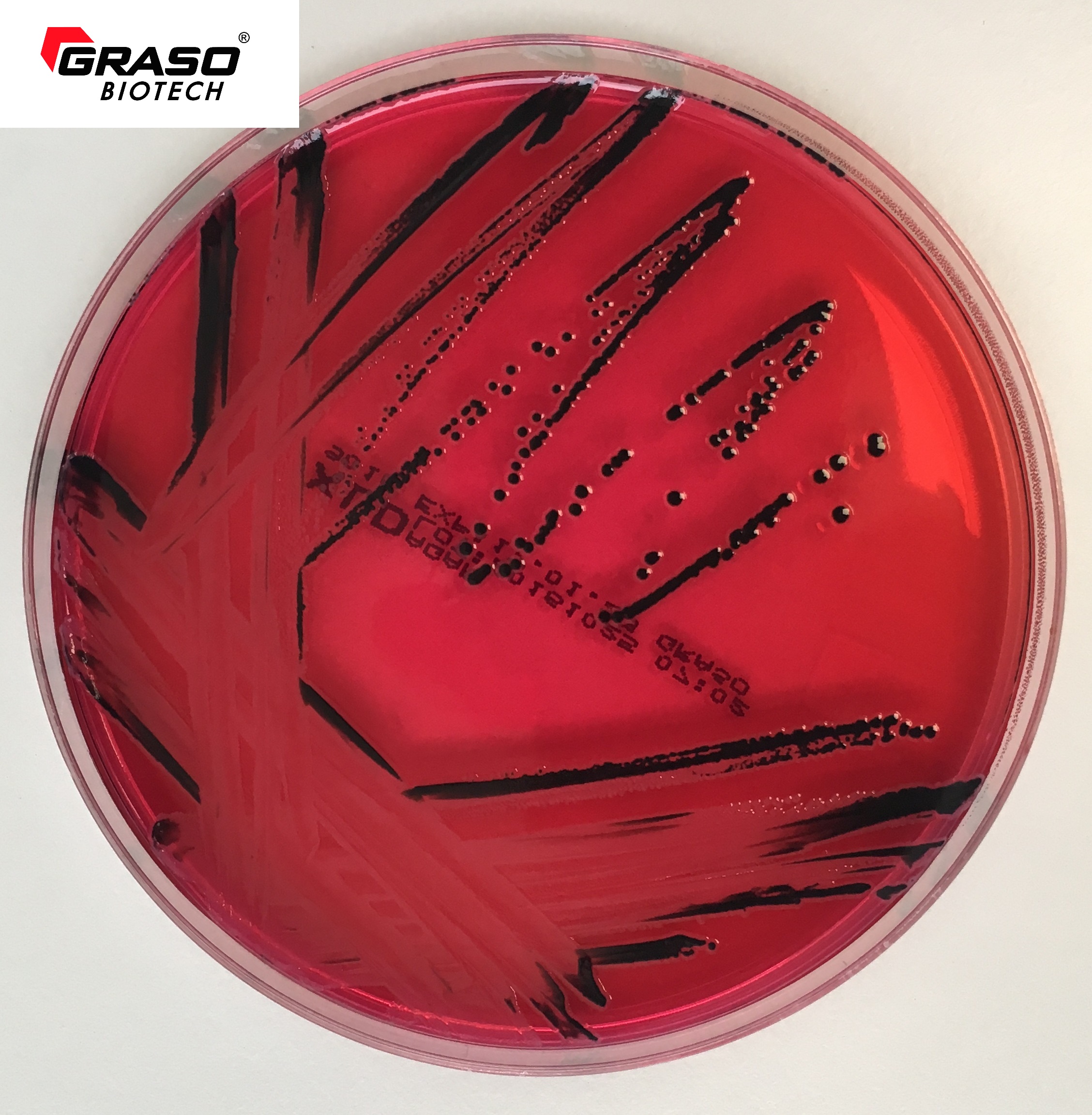 XLD ( Xylose Lysine Deoxicolat ) Agar