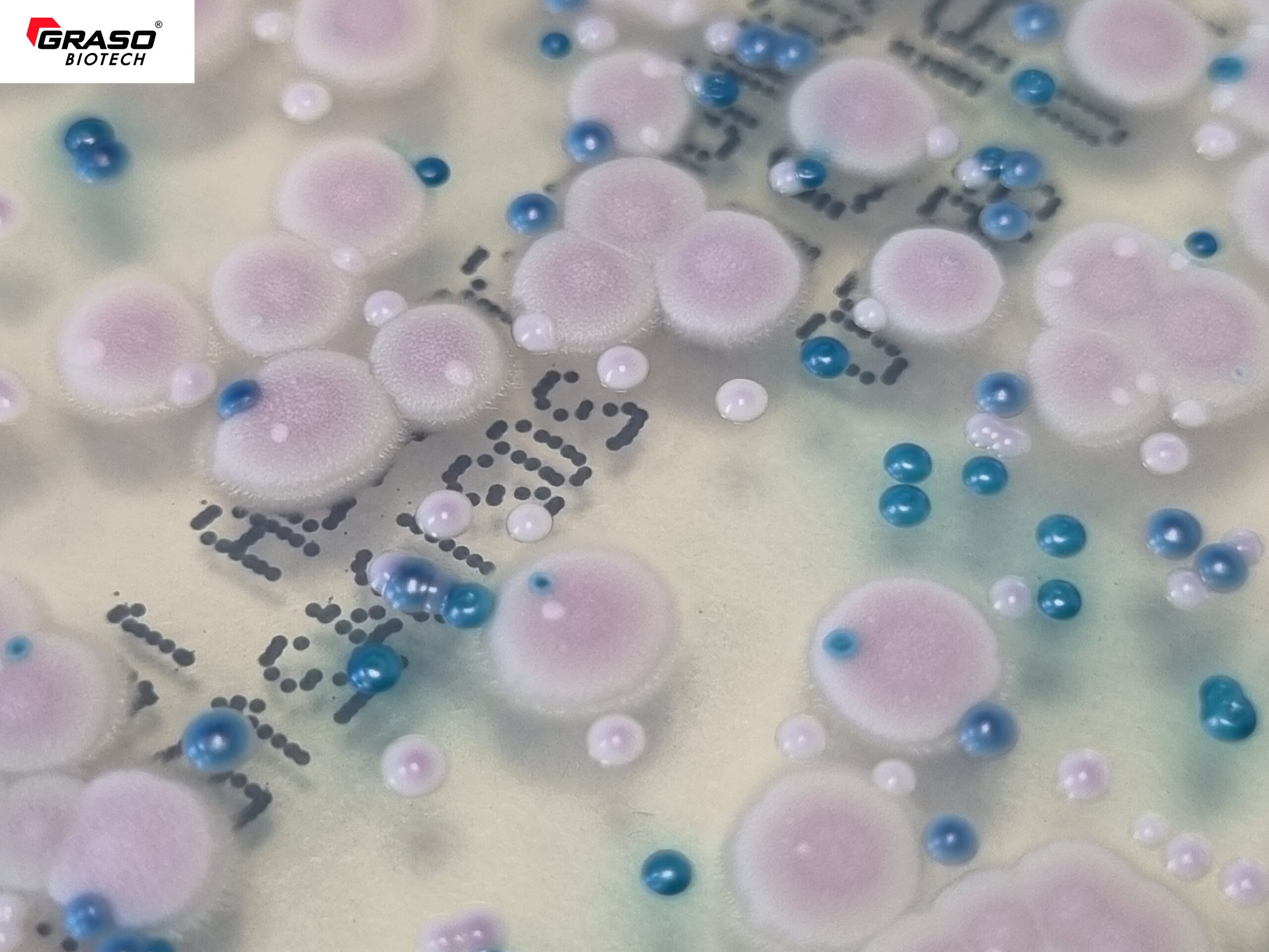 CHROMagar Candida