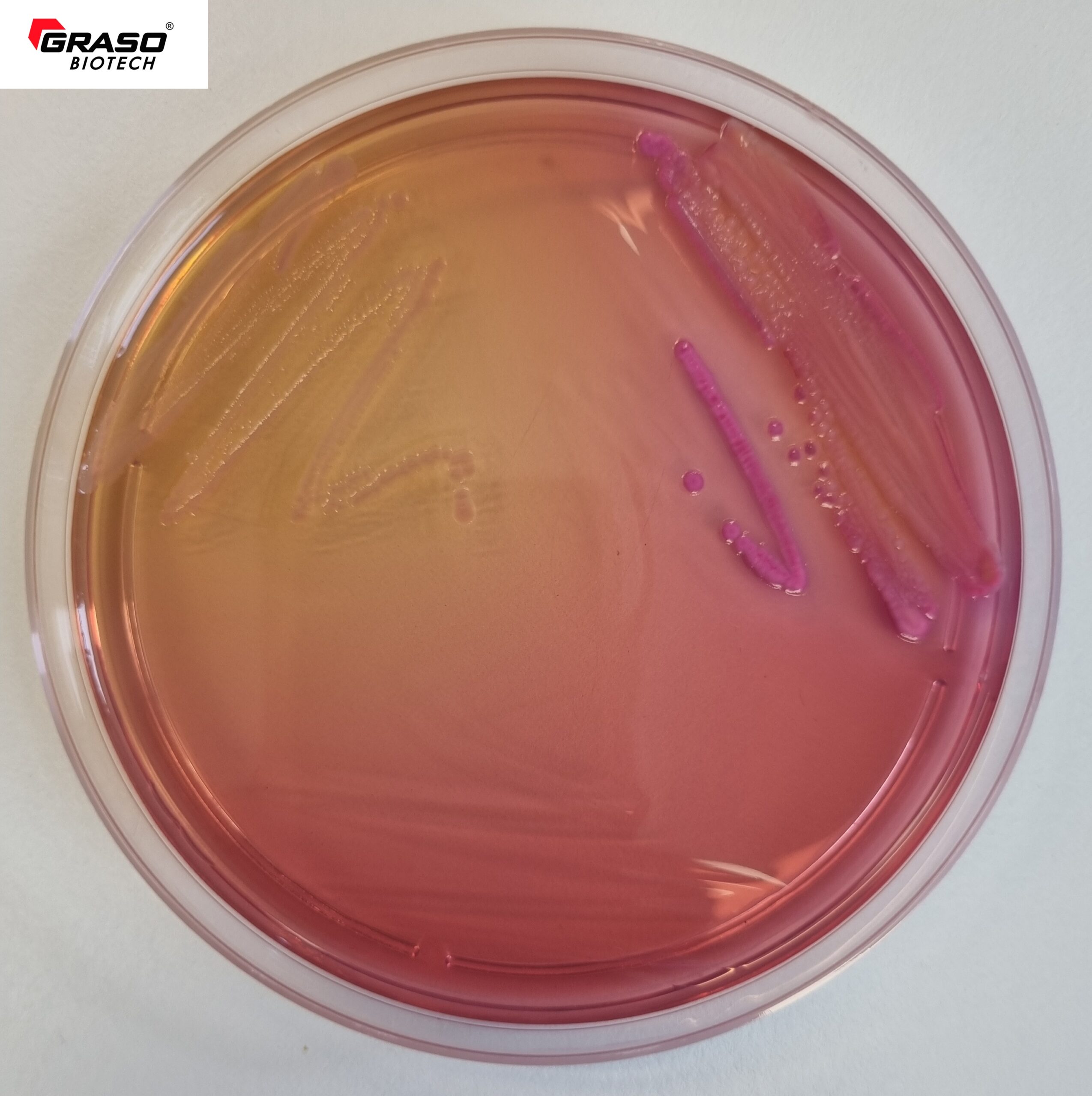 MacConkey Agar Sorbitol