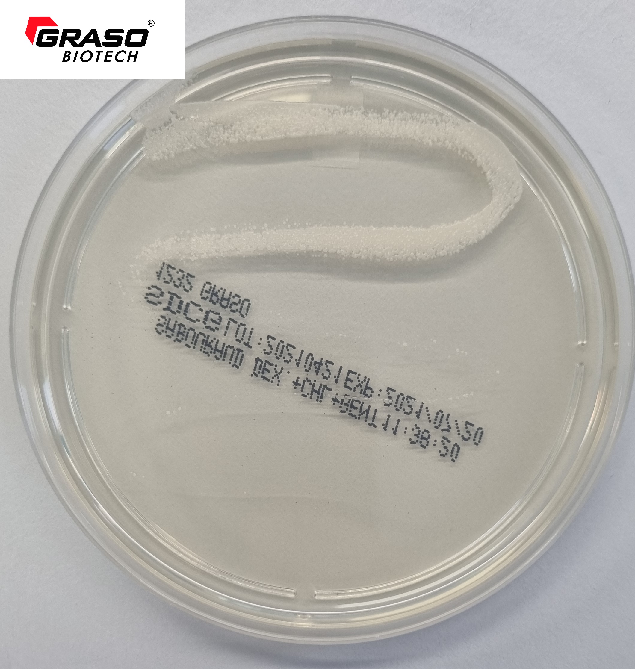Sabouraud + Chloramphenicol + Gentamicina Agar