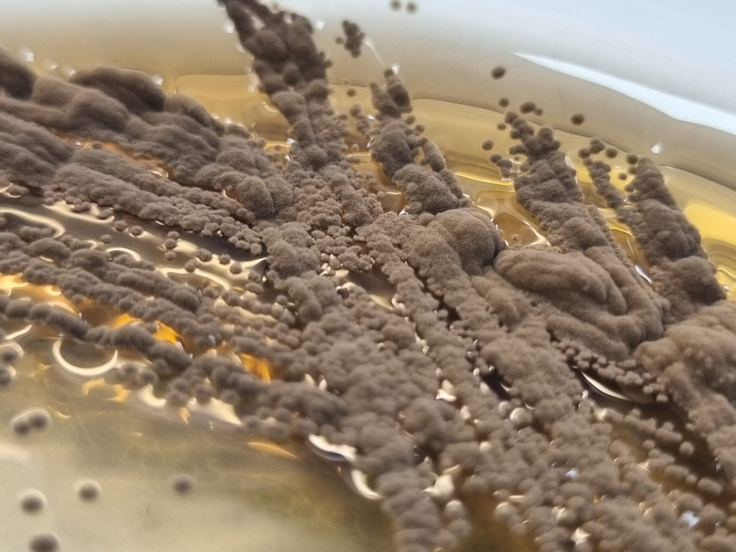 Sabouraud Dextrose Agar